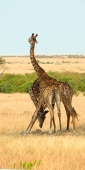 MaasaiGiraffes_MalesNECKING_2349 1_v